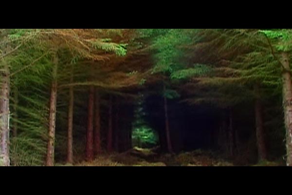 El Bosque de las Hadas (Spanish Version) - Link
